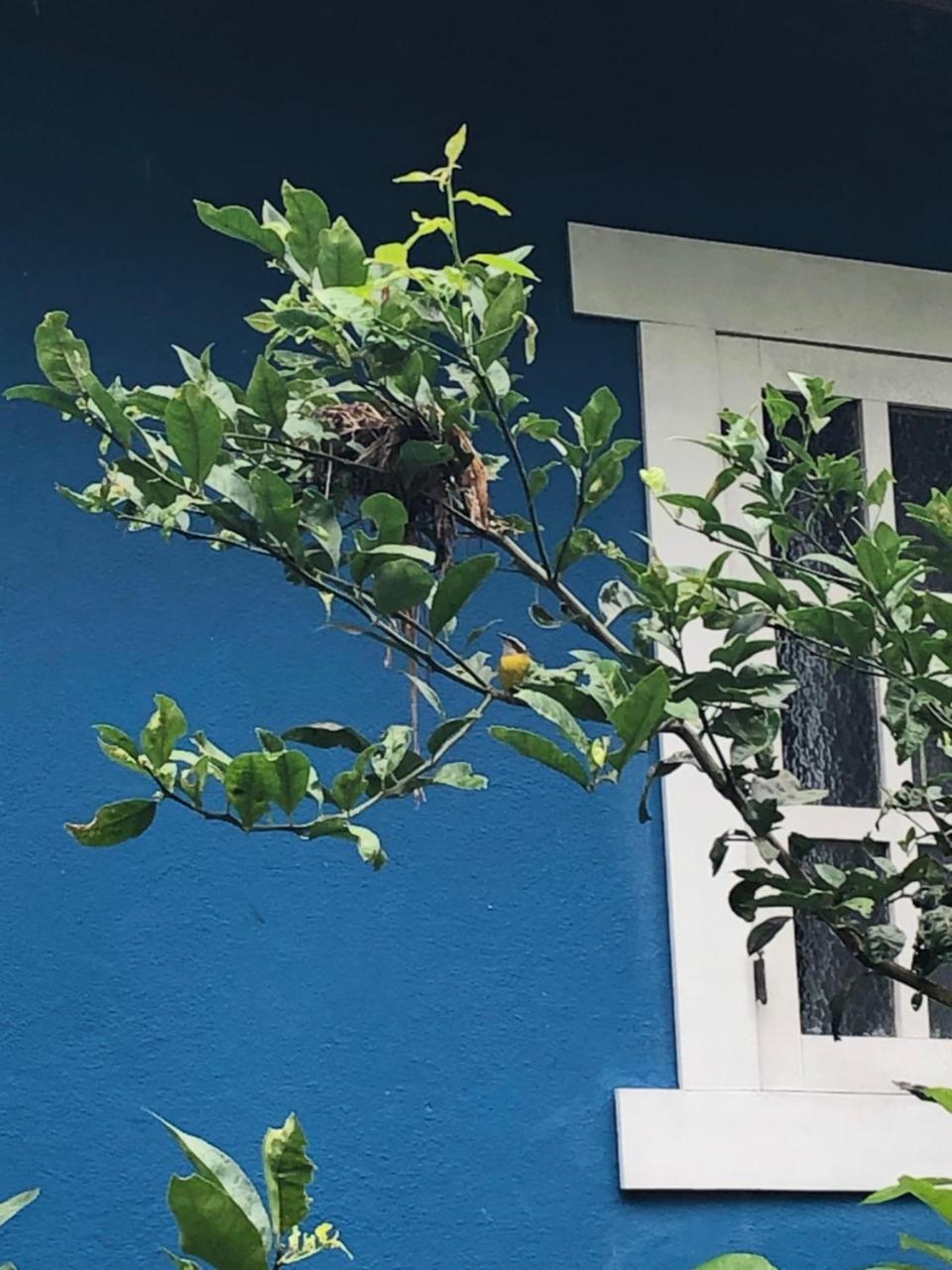 Pousada Casa Azul Lumiar Exterior foto